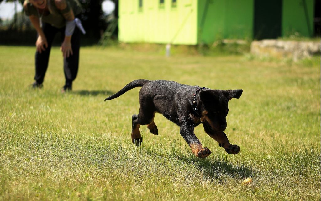 Classes - Home Farm Dog Training